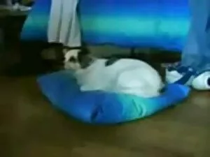 Batalha dos companhe ...